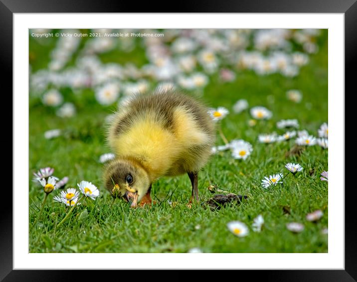 A greylag gosling standing on top of a grass covered field Framed Mounted Print by Vicky Outen