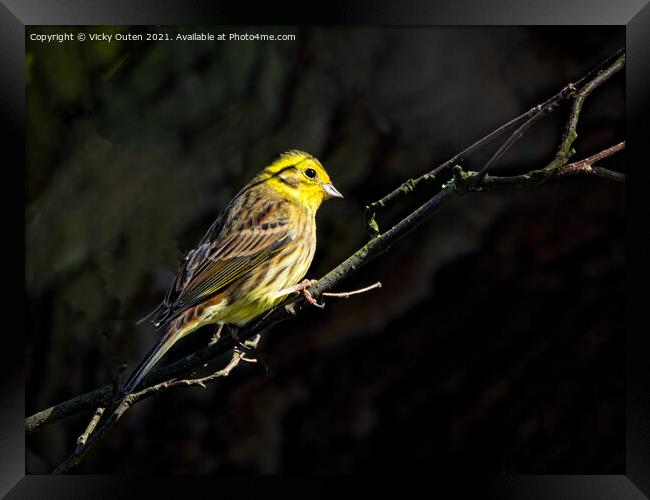 A yellowhammer sitting on a branch in a little sunlight Framed Print by Vicky Outen