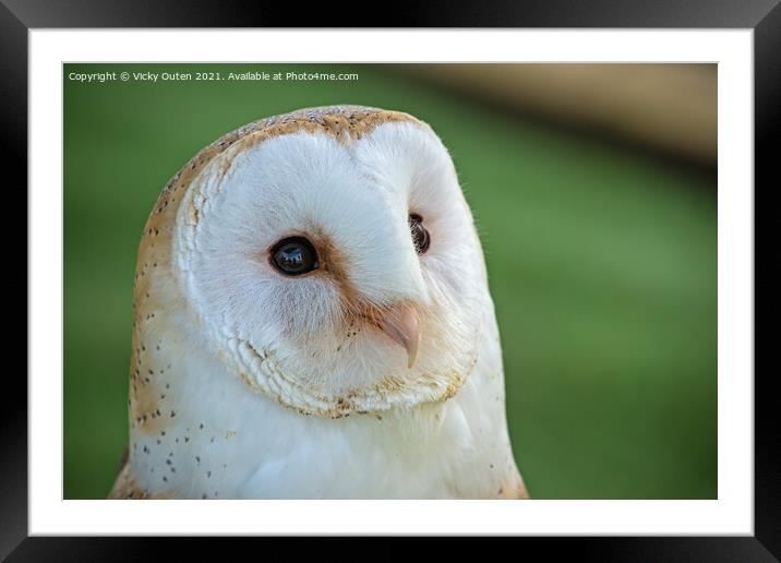 Beautiful barn owl  Framed Mounted Print by Vicky Outen