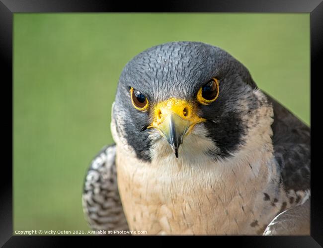 Peregrine falcon close up Framed Print by Vicky Outen