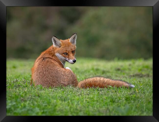 Red fox sitting on the grass in a field  Framed Print by Vicky Outen