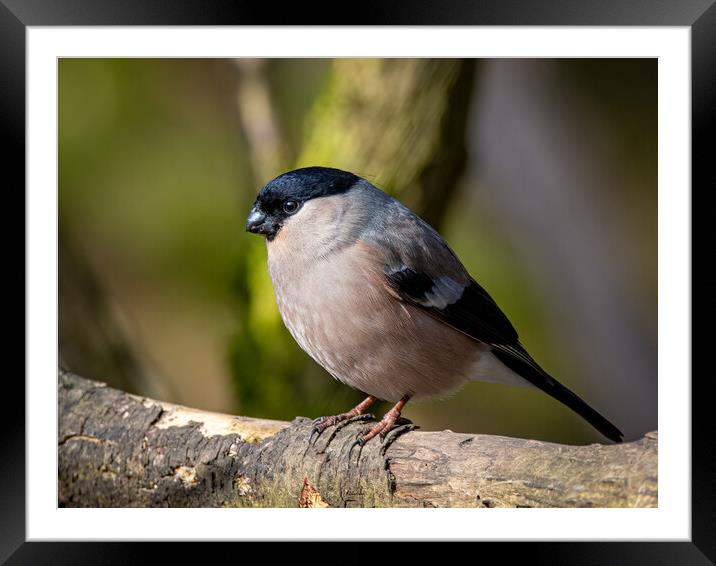 Mrs bullfinch standing on a wooden branch Framed Mounted Print by Vicky Outen