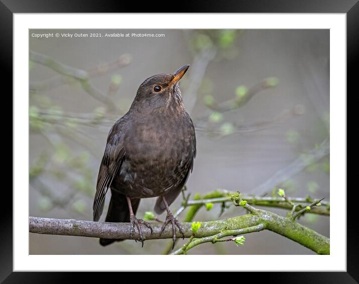Female blackbird standing on a tree branch  Framed Mounted Print by Vicky Outen