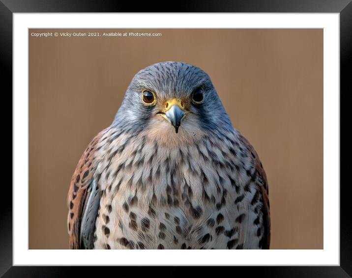 Kestrel watching you, watching me Framed Mounted Print by Vicky Outen