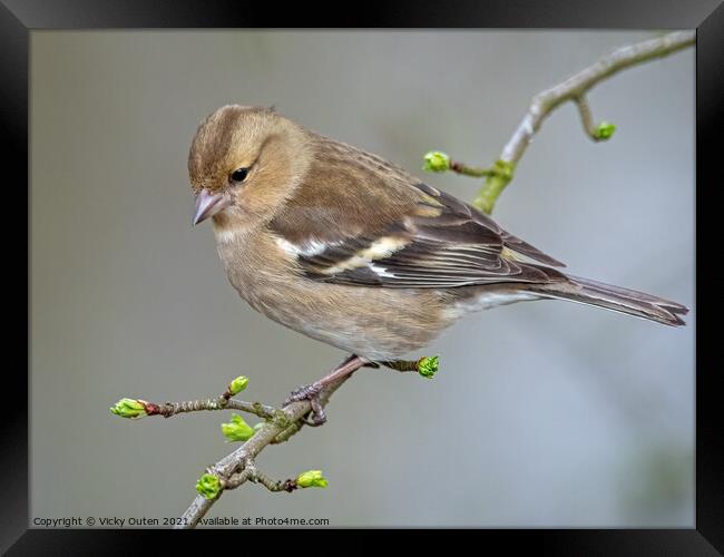 Female chaffinch perched on a tree branch Framed Print by Vicky Outen