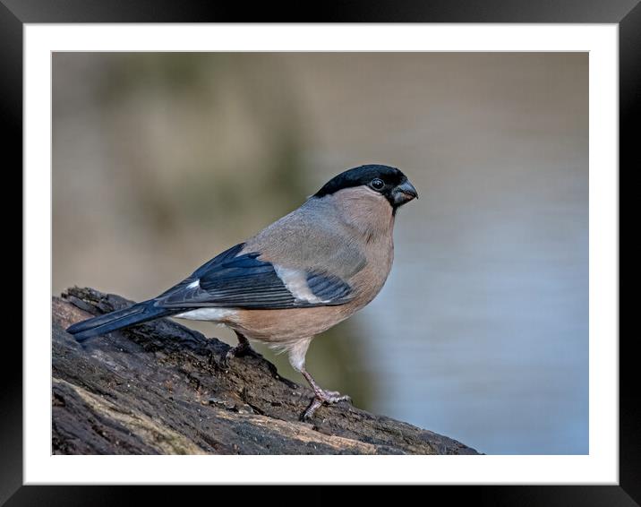Mrs Bullfinch standing on w wooden log  Framed Mounted Print by Vicky Outen