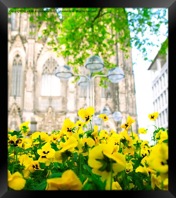 Yellow flowers. Cologne. Framed Print by Vitalii Kryvolapov