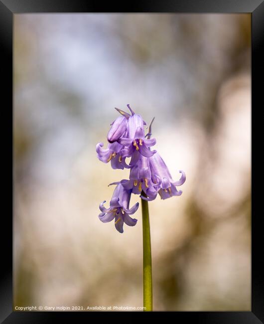 First bluebell of spring Framed Print by Gary Holpin