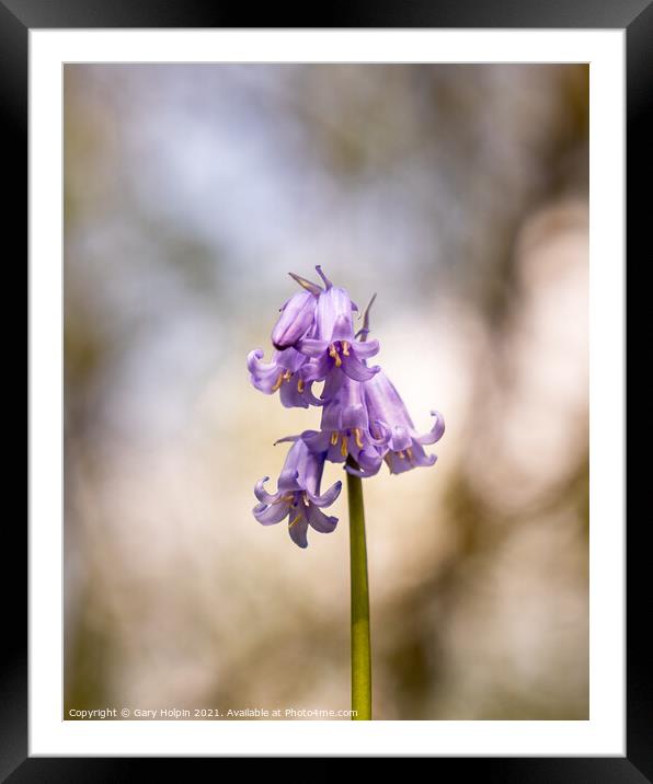First bluebell of spring Framed Mounted Print by Gary Holpin