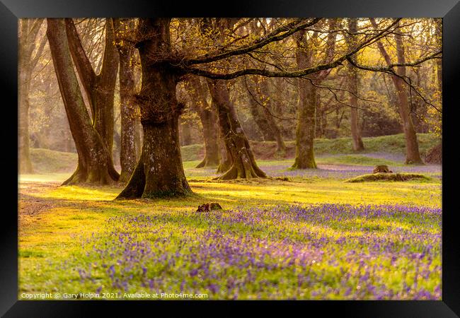 Sunrise in the bluebell woods Framed Print by Gary Holpin