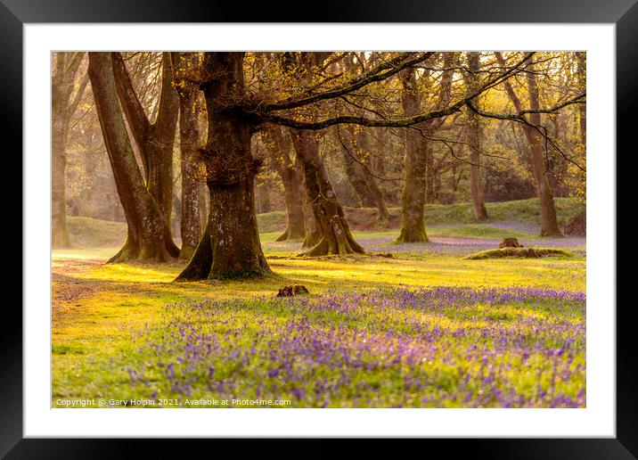 Sunrise in the bluebell woods Framed Mounted Print by Gary Holpin