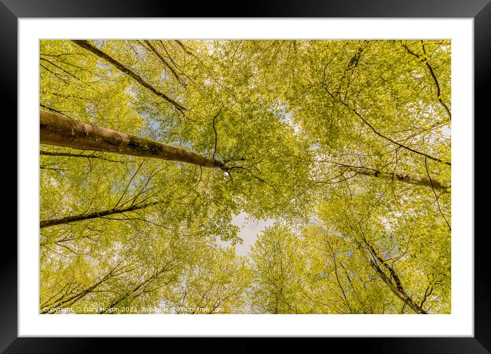 Woodland in springtime Framed Mounted Print by Gary Holpin