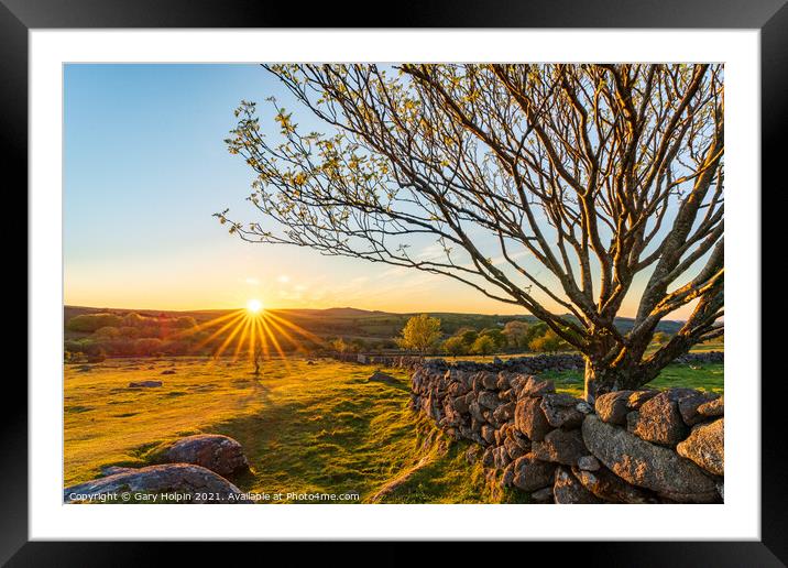 Dartmoor tree at sunset Framed Mounted Print by Gary Holpin