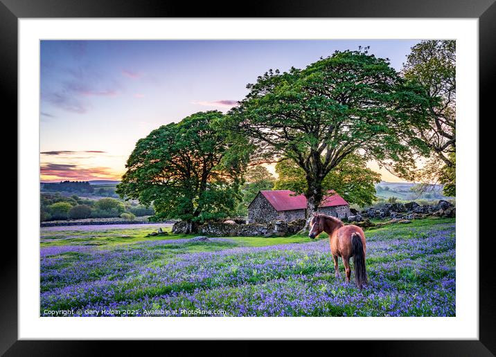 Pony in a field of English bluebells Framed Mounted Print by Gary Holpin