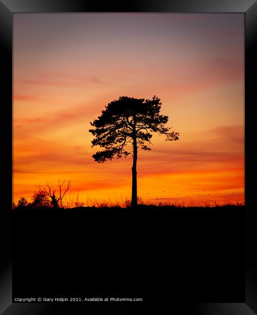 Tree silhouette at dusk Framed Print by Gary Holpin