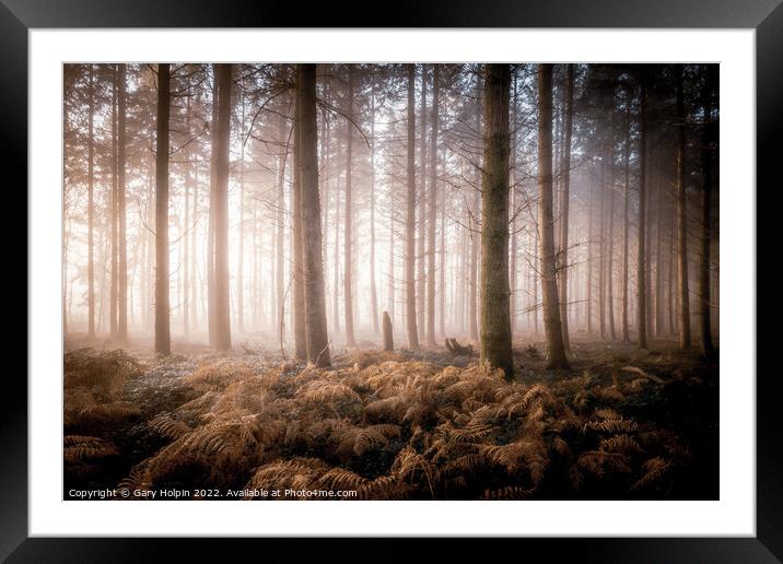 First light in the misty woodland Framed Mounted Print by Gary Holpin