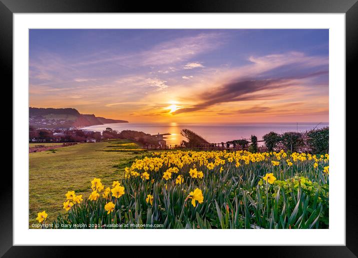 Daffodil Sunrise Framed Mounted Print by Gary Holpin