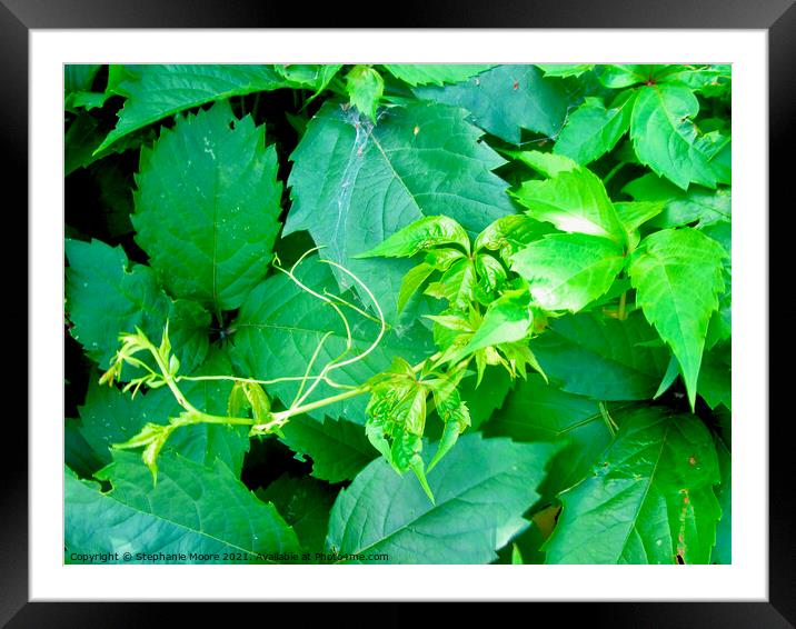 New Growth Framed Mounted Print by Stephanie Moore