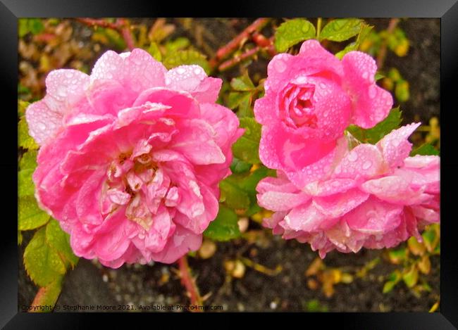 Wet pink roses Framed Print by Stephanie Moore