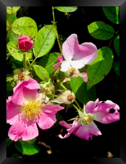 Plant flower Framed Print by Stephanie Moore