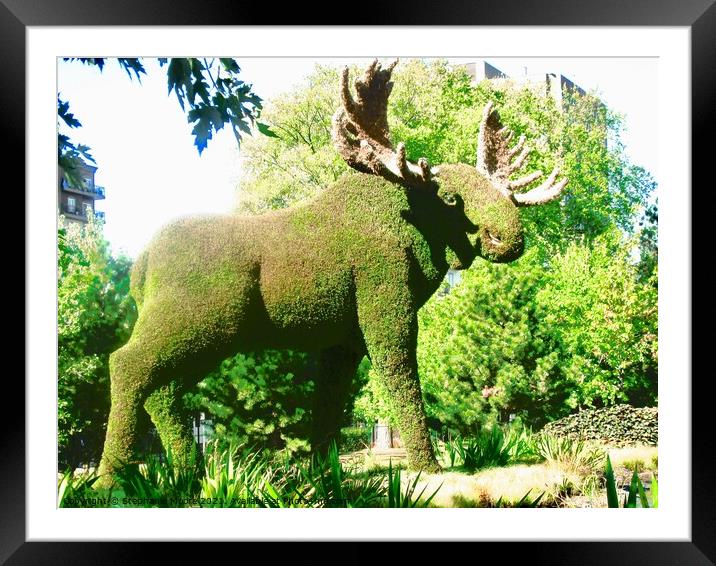 Moose Framed Mounted Print by Stephanie Moore