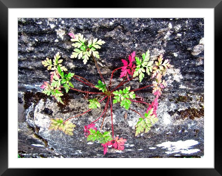 Plants Framed Mounted Print by Stephanie Moore