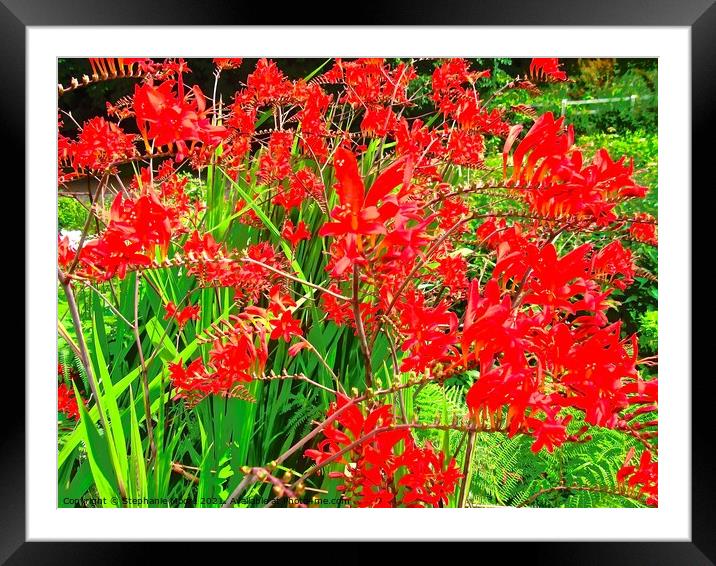 Red Irish wild flowers Framed Mounted Print by Stephanie Moore
