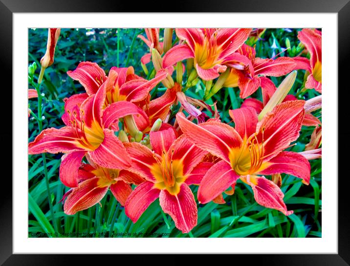 Orange Tiger Lilies Framed Mounted Print by Stephanie Moore