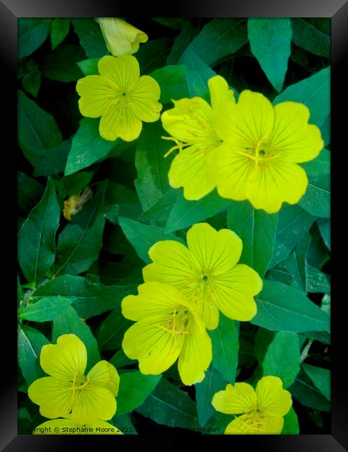 Yellow flowers Framed Print by Stephanie Moore