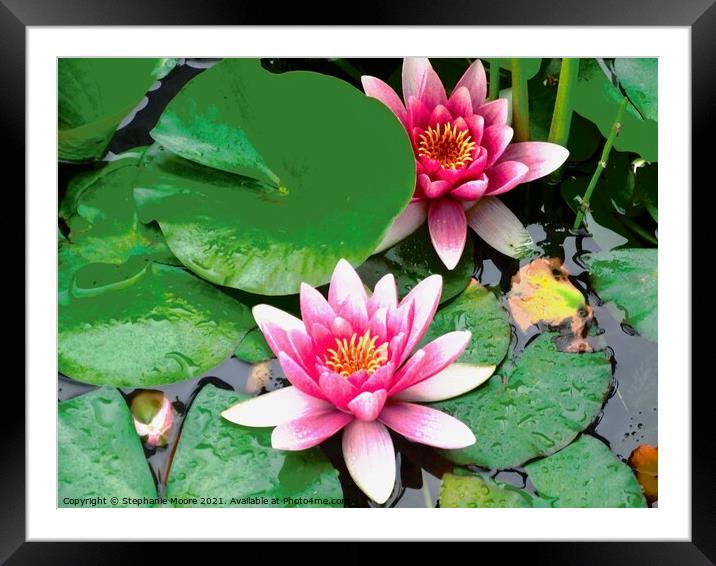 pink waterlilies leaves Framed Mounted Print by Stephanie Moore