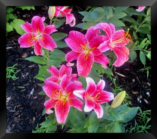 Stargazer Lilies Framed Print by Stephanie Moore