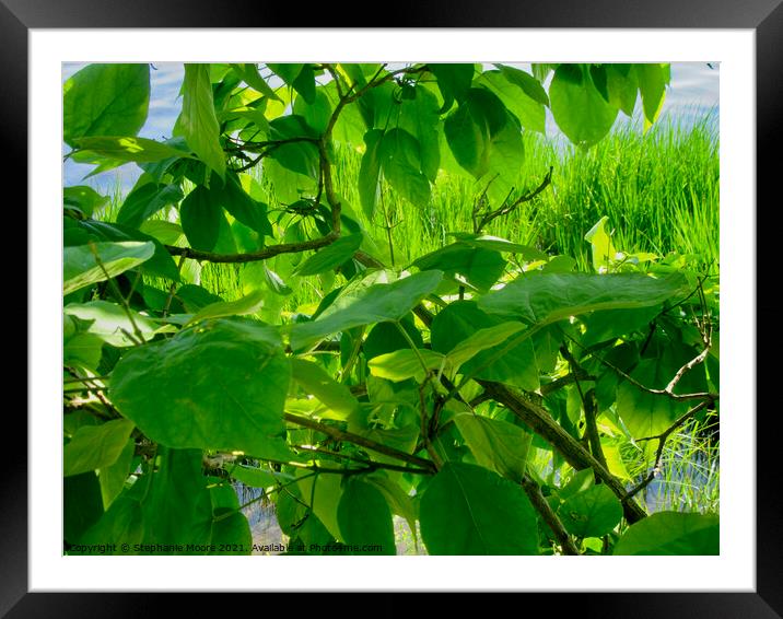 Sunlit Leaves Framed Mounted Print by Stephanie Moore