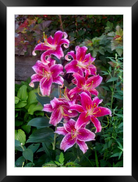 Pink Stargazer Lilies Framed Mounted Print by Stephanie Moore