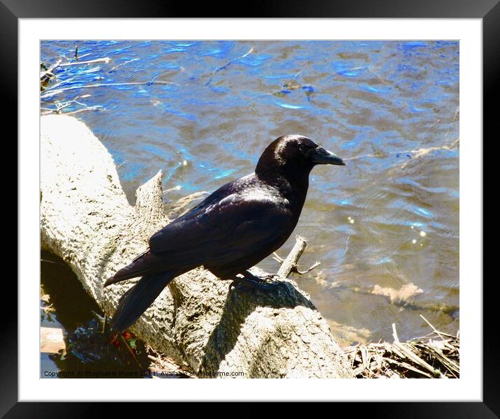 Crow on a log Framed Mounted Print by Stephanie Moore