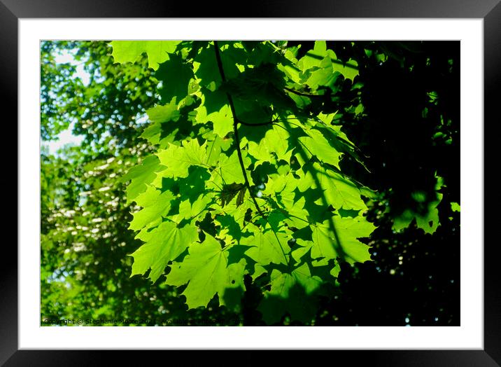 Sunlit maple leaves Framed Mounted Print by Stephanie Moore