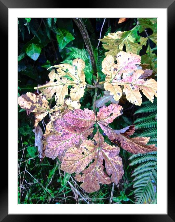 Dying Leaves Framed Mounted Print by Stephanie Moore