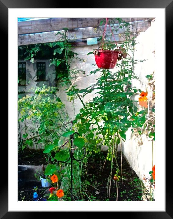 Hanging plants Framed Mounted Print by Stephanie Moore