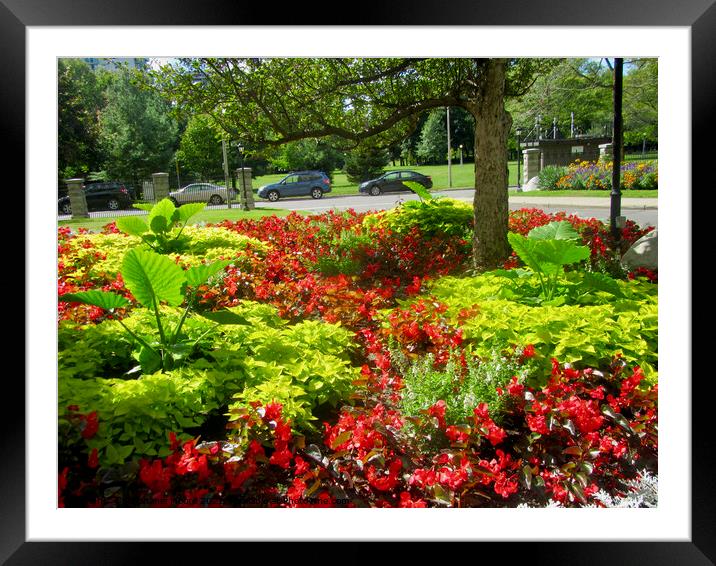 The Garden of my apartment building Framed Mounted Print by Stephanie Moore