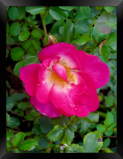 Small pink rose Framed Print by Stephanie Moore