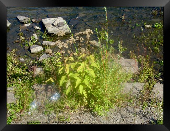 Rocks and plants  Framed Print by Stephanie Moore