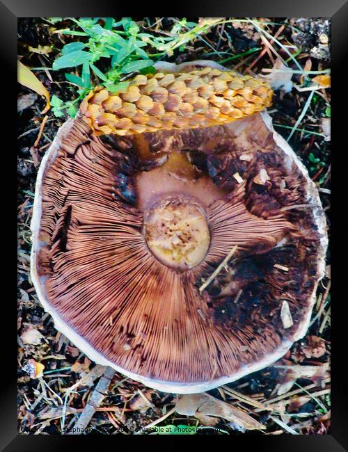 Fallen mushroom with pinecone Framed Print by Stephanie Moore