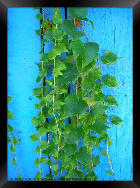 on a blue fence Framed Print by Stephanie Moore