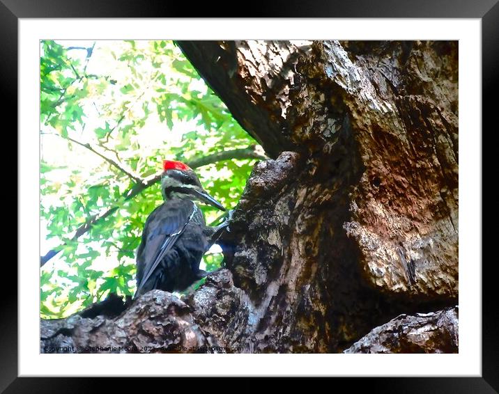 Large Woodpecker Framed Mounted Print by Stephanie Moore