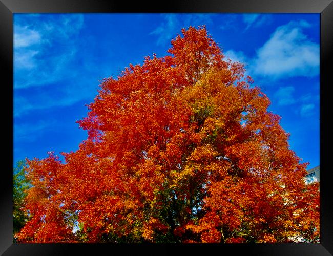 Fall Maple leaves Framed Print by Stephanie Moore