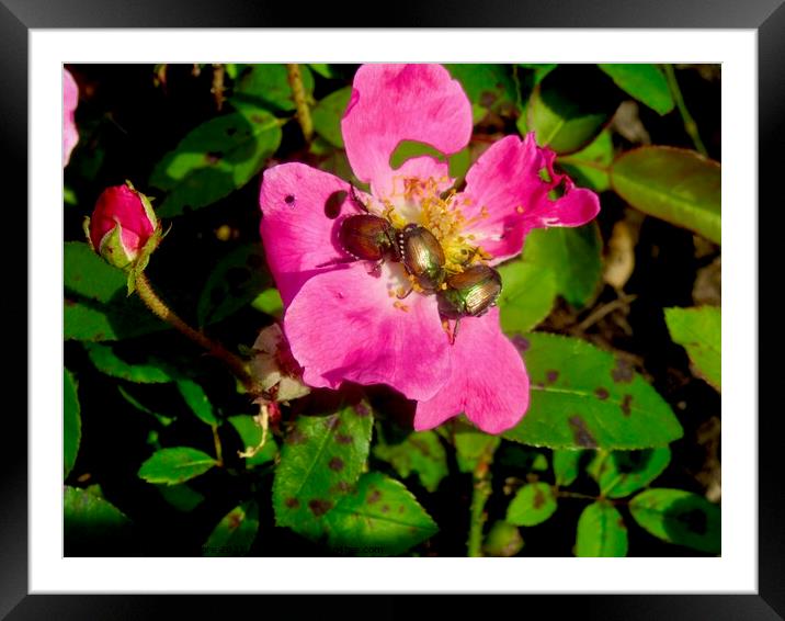 Pink Lunch Framed Mounted Print by Stephanie Moore