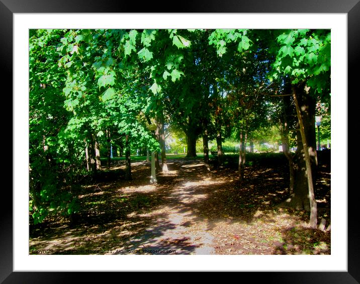 Shady Path Framed Mounted Print by Stephanie Moore