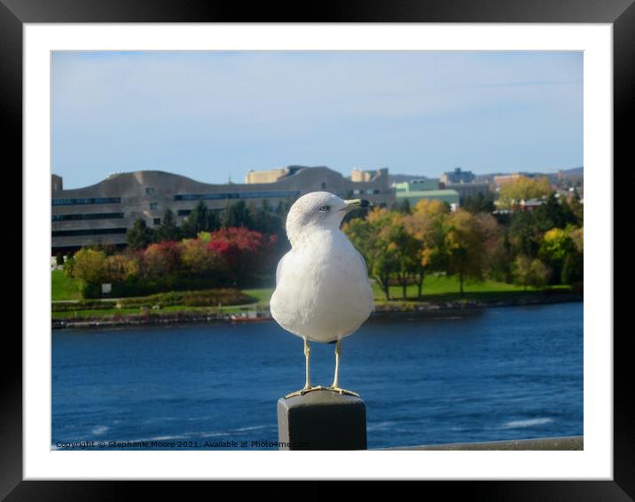 Seagull showing off his best profile Framed Mounted Print by Stephanie Moore