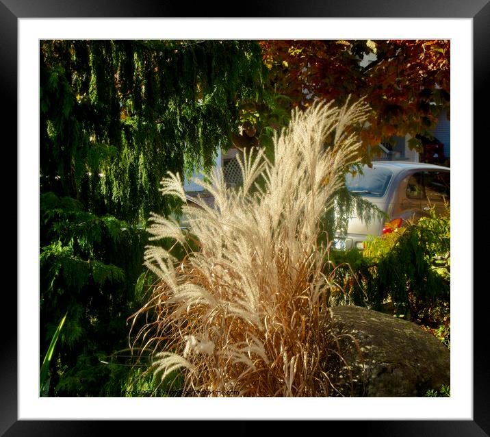 Pampas Grass Framed Mounted Print by Stephanie Moore