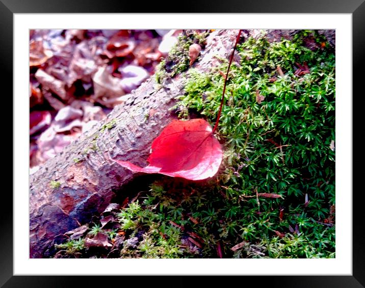 Fallen red leaf Framed Mounted Print by Stephanie Moore