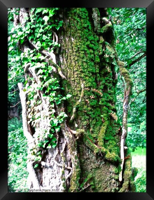 Ivy covered tree Framed Print by Stephanie Moore